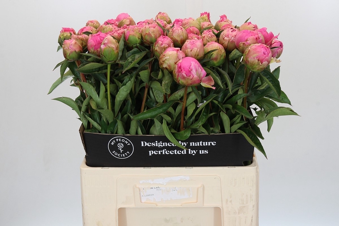 Paeonia Jacorma