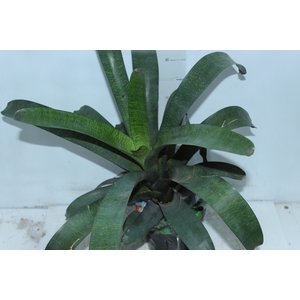 BROMELIA VRIESEA TROPICAL NIGHT P17