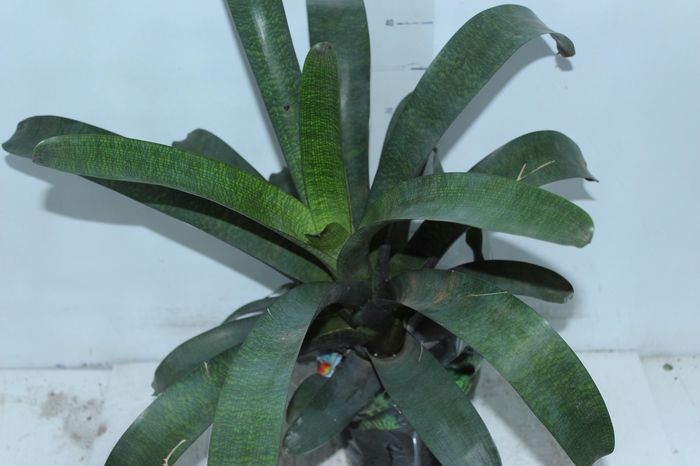 <h4>BROMELIA VRIESEA TROPICAL NIGHT P17</h4>