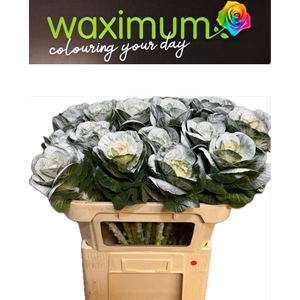 Brassica Fluweel wit 70cm