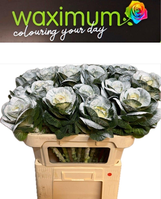 <h4>Brassica Fluweel wit 70cm</h4>