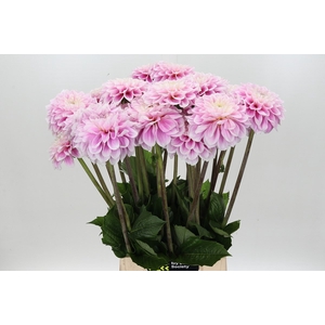 Dahlia Sweet Love