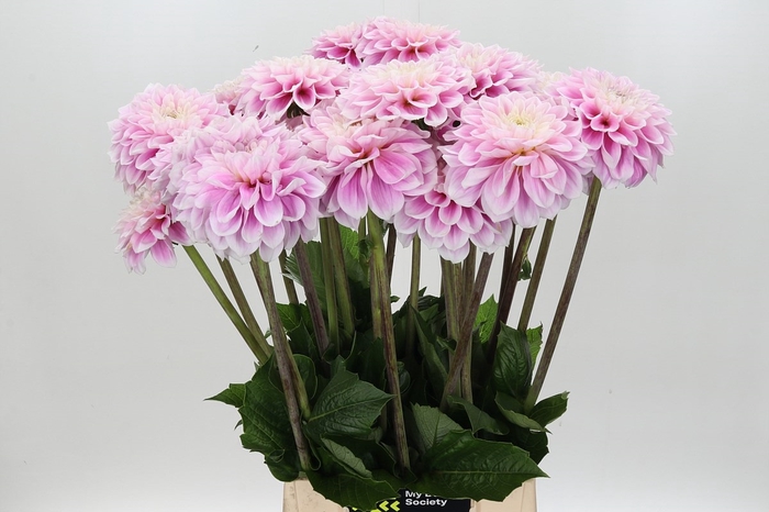 <h4>Dahlia Sweet Love</h4>