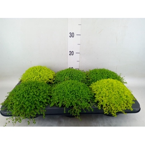 Soleirolia soleirolii   ...mix 2