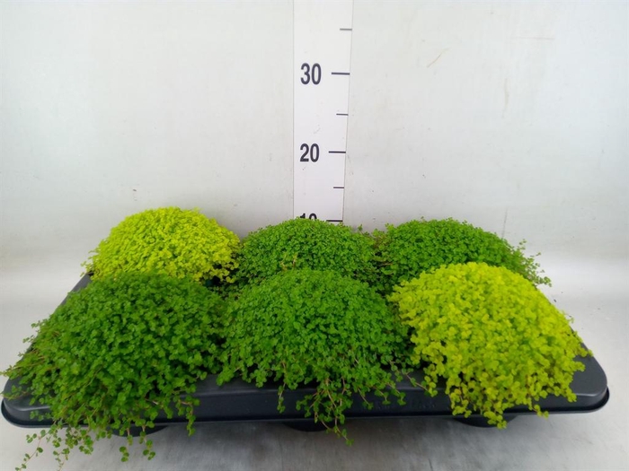 <h4>Soleirolia soleirolii   ...mix 2</h4>