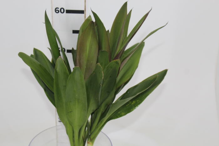 <h4>FOLHAGEM DRACENA POA</h4>