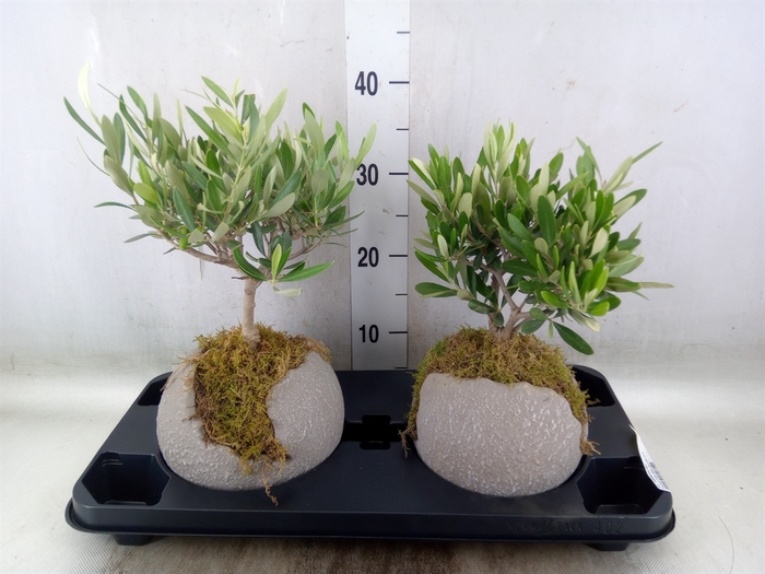 <h4>Arr.   Tuinplanten H%</h4>