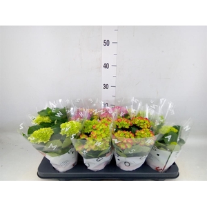 Hydrangea mac.   ...mix