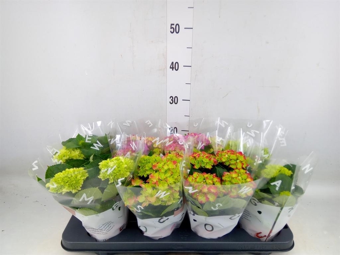 <h4>Hydrangea mac.   ...mix</h4>
