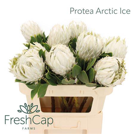 <h4>Protea Arctic Ice</h4>
