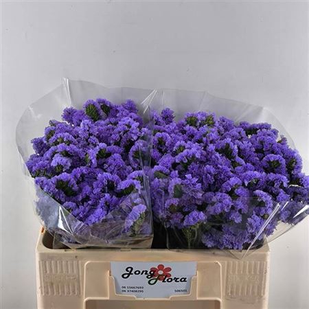 <h4>Lim S Pippa Wings</h4>