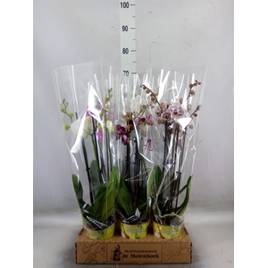 Phalaenopsis   ...mix  4