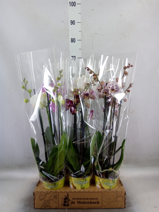 <h4>Phalaenopsis   ...mix  4</h4>