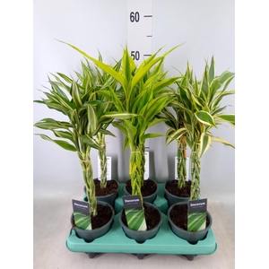 Dracaena sand.   ...mix 3