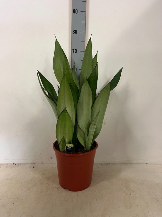 <h4>SANSEV MOONSHINE</h4>