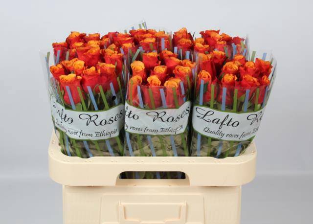 <h4>R GR ESPANA@</h4>