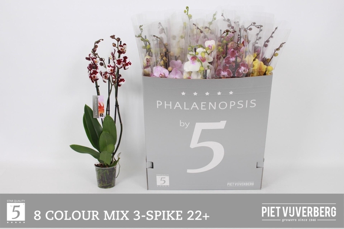 <h4>PHAL GEM 8 KL</h4>