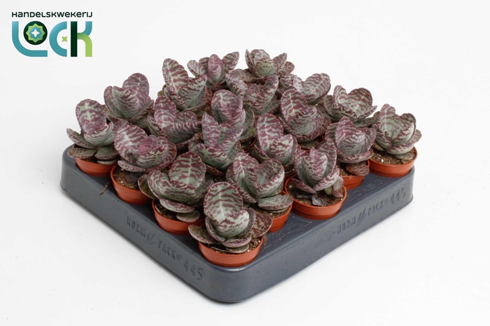 <h4>Kalanchoë Zebra</h4>