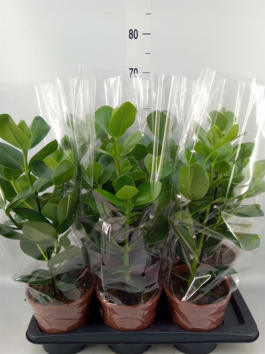 <h4>Clusia rosea 'Princess'</h4>
