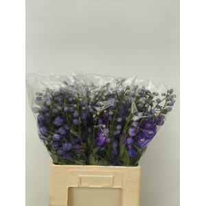 DELPH DU GUARD BLUE