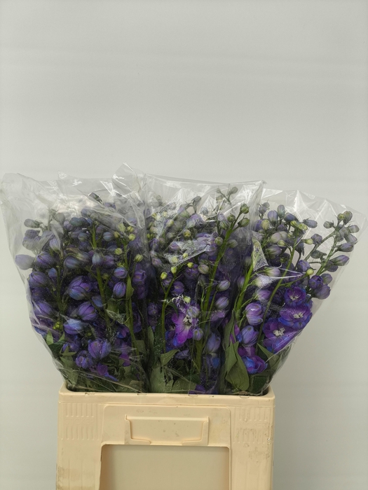 <h4>DELPH DU GUARD BLUE</h4>