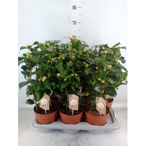 Camellia japonica 'Brushfield Yell'