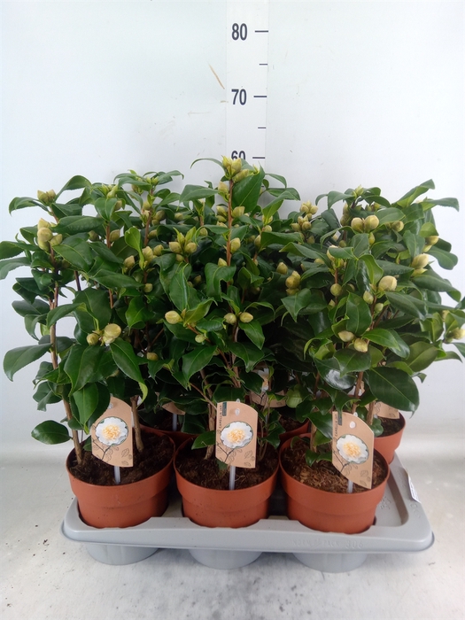 <h4>Camellia japonica 'Brushfield Yell'</h4>