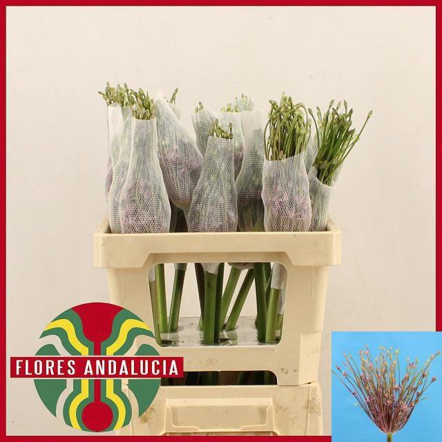 <h4>ALLIUM SCHUBERTII</h4>