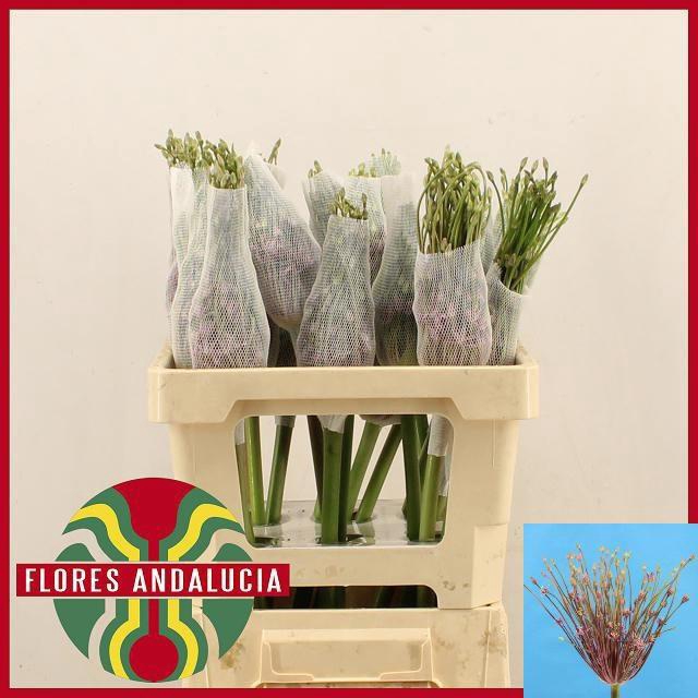<h4>ALLIUM SCHUBERTII</h4>