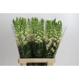 Antirrhinum Potomac Light Pink