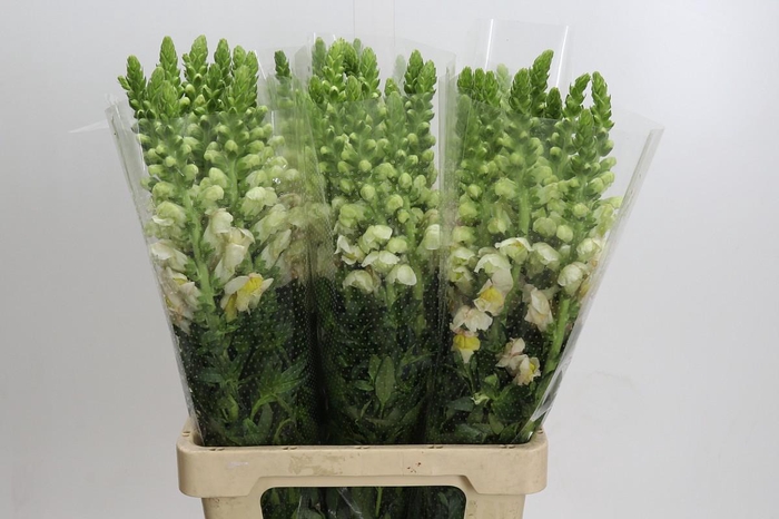 <h4>Antirrhinum Potomac Light Pink</h4>