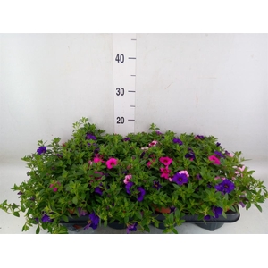 Calibrachoa  'Cabaret MM Pink Para'