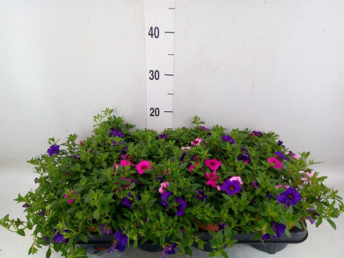 <h4>Calibrachoa  'Cabaret MM Pink Para'</h4>