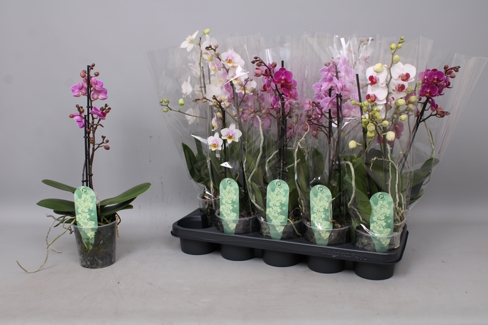 <h4>PHAL MF GEM 3 KL</h4>