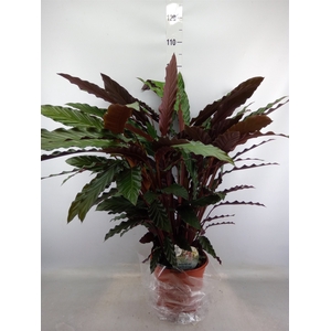 Calathea rufibarba