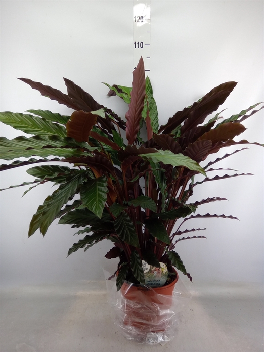 <h4>Calathea rufibarba</h4>