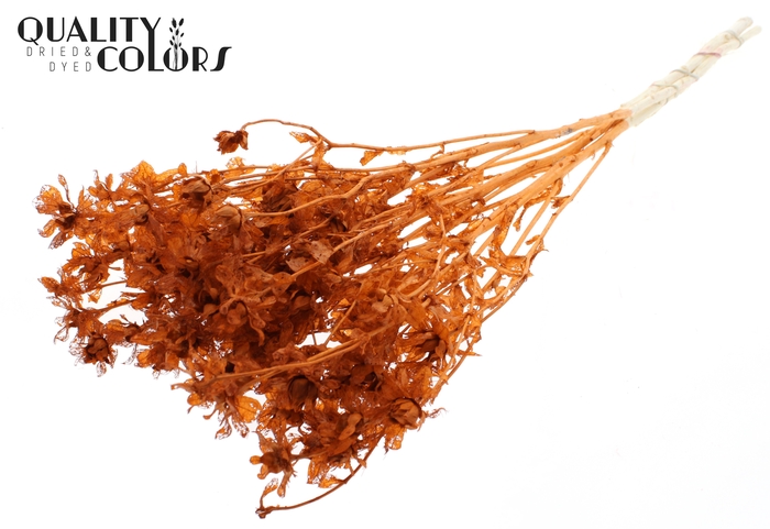 <h4>Carthamus per bunch Intense Terracotta</h4>