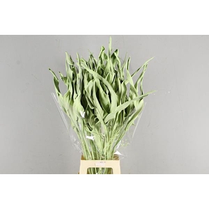 Df Strelitzia Leaf Mint Green