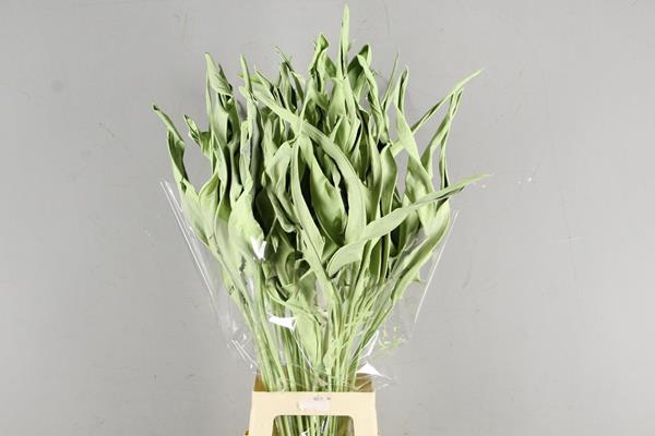 Df Strelitzia Leaf Mint Green