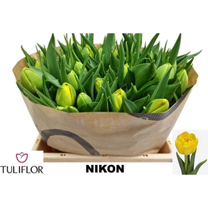 TU DU NIKON