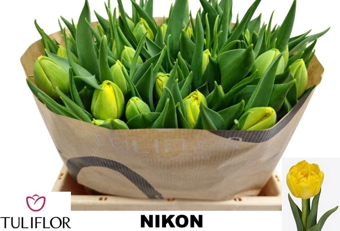 <h4>TU DU NIKON</h4>