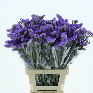 Limonium St Lavendel Birds