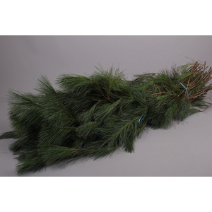 Pinus Strobus Bundle 5 kg