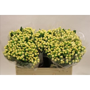 Hypericum Magical White Prince