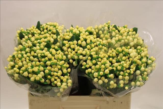 <h4>Hypericum Magical White Prince</h4>