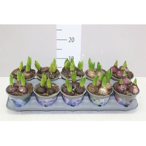 Hyacinthus Gemengd 3pp
