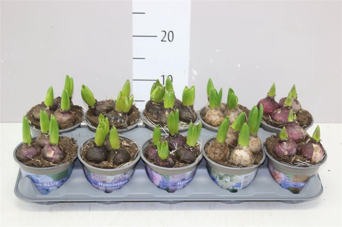 <h4>Hyacinthus Gemengd 3pp</h4>