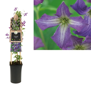 Clematis viticella +3.0 label