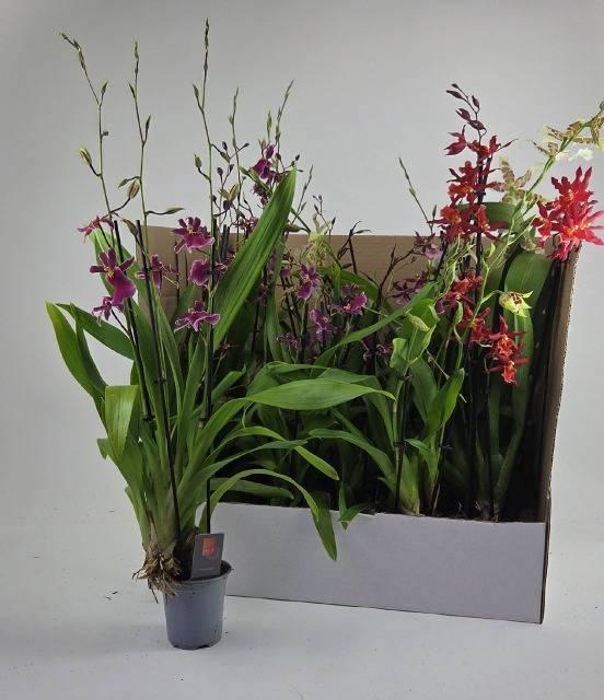 <h4>ORCHIDEEEN GEM</h4>