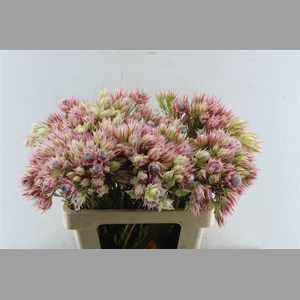 Blushing Brides Pink 6-9